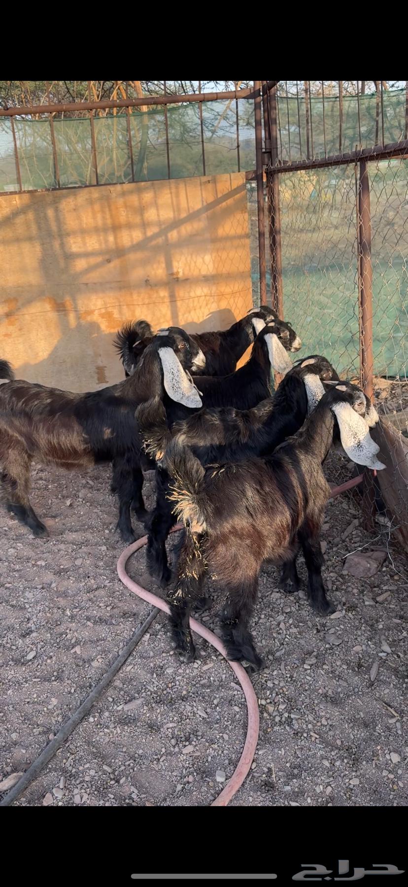 Jafar Awared Sinf64533972606339111