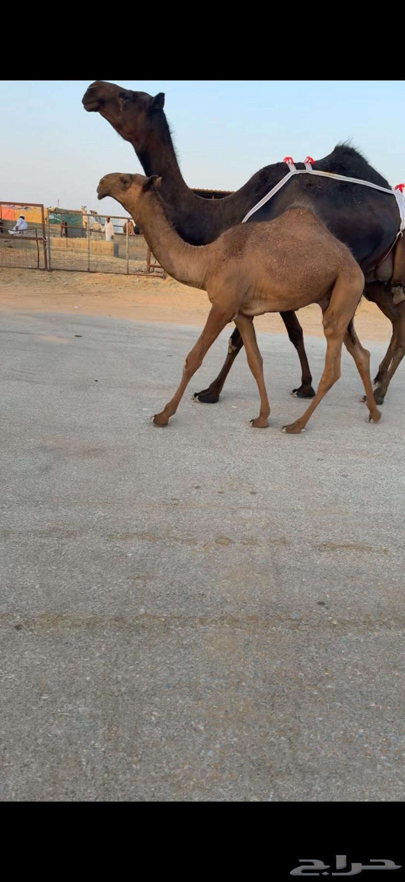 For sale, good quality breeding cows and heifers with high productivity64528921961730112