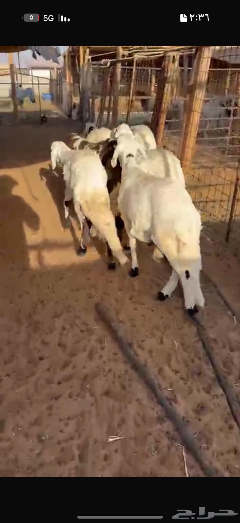 Goats and sheep for sale64530741250178111