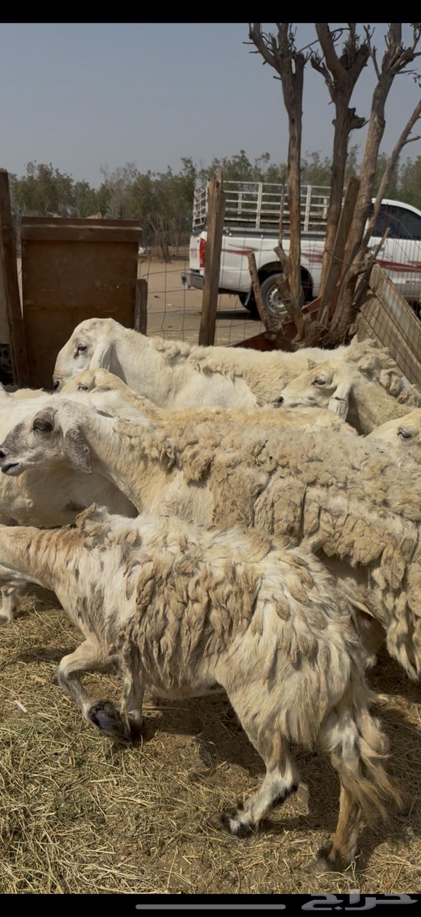 20 sheep, free-range rams, one male, priced at 680 no bargaining ((Sold))64529726844674110