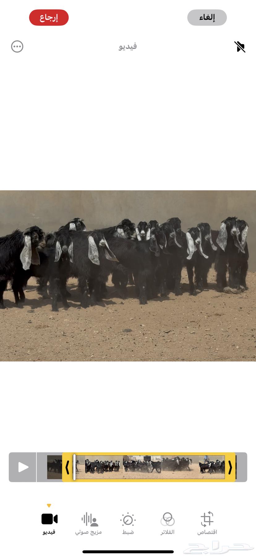 عرض رقم 2 جذعات عوارض طيبه العدد 14 بالفحول 264530219551618113