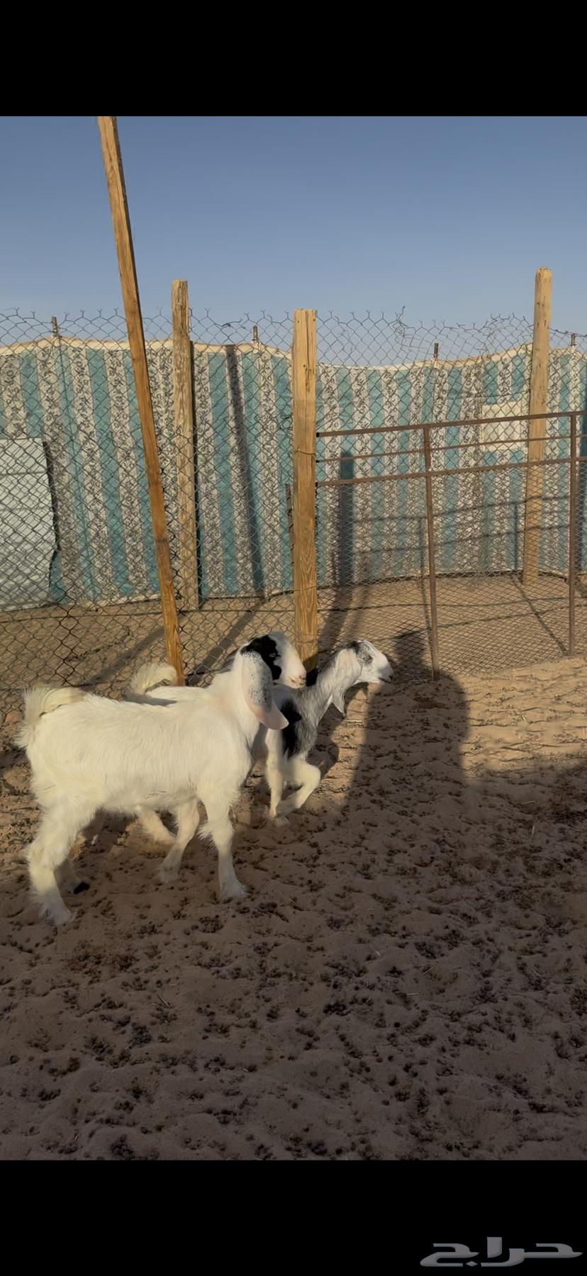 Goats and sheep for sale64530741250178112