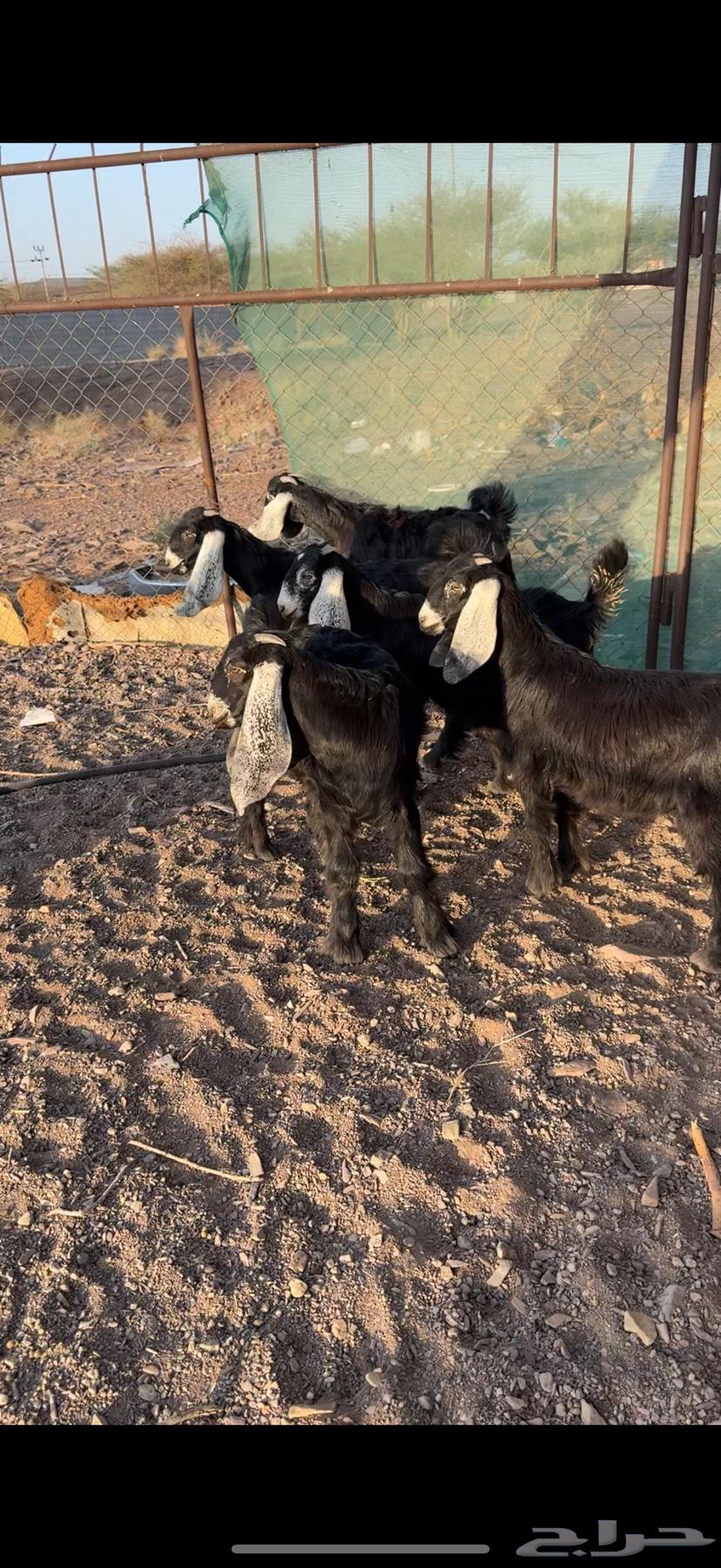 Jafar Awared Sinf64533972606339112