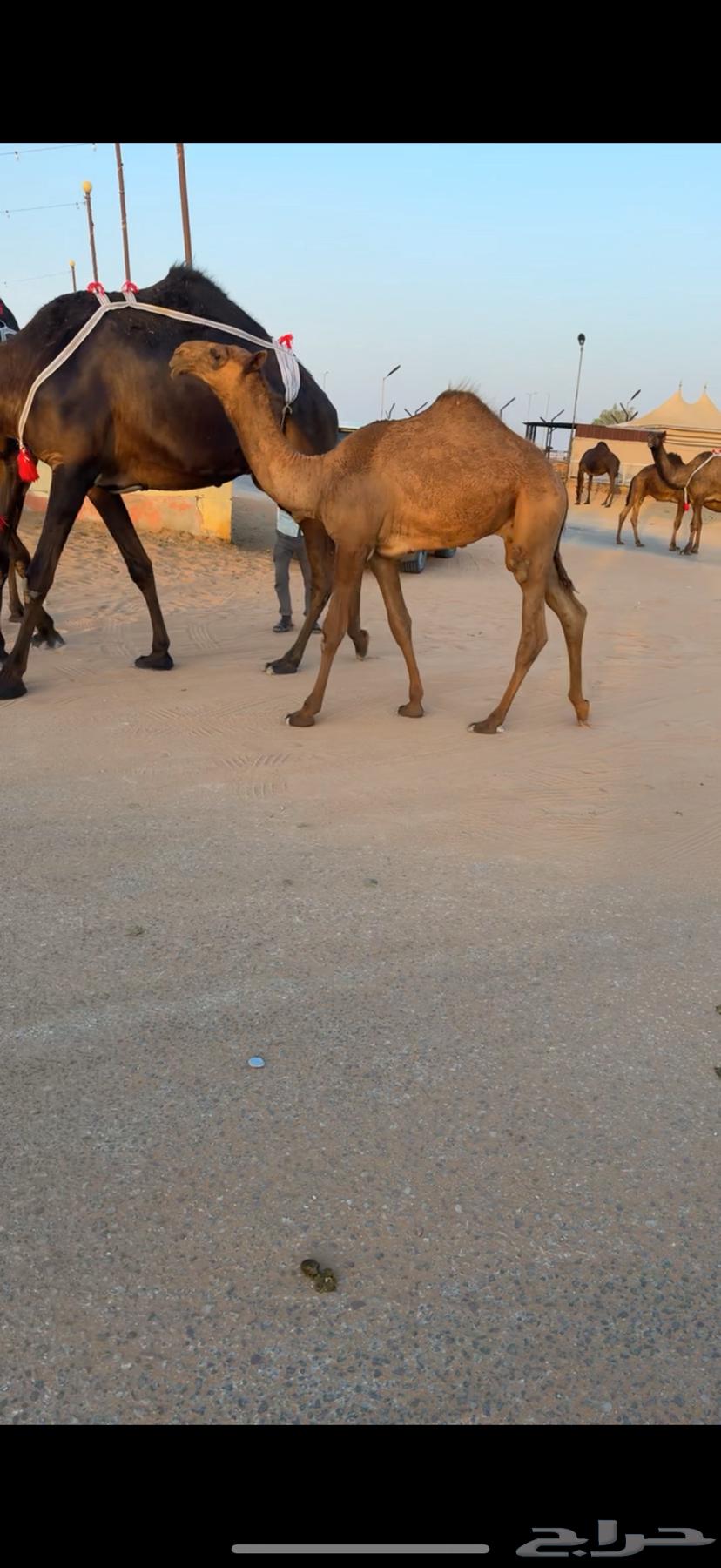 For sale, good quality breeding cows and heifers with high productivity64528921961730111