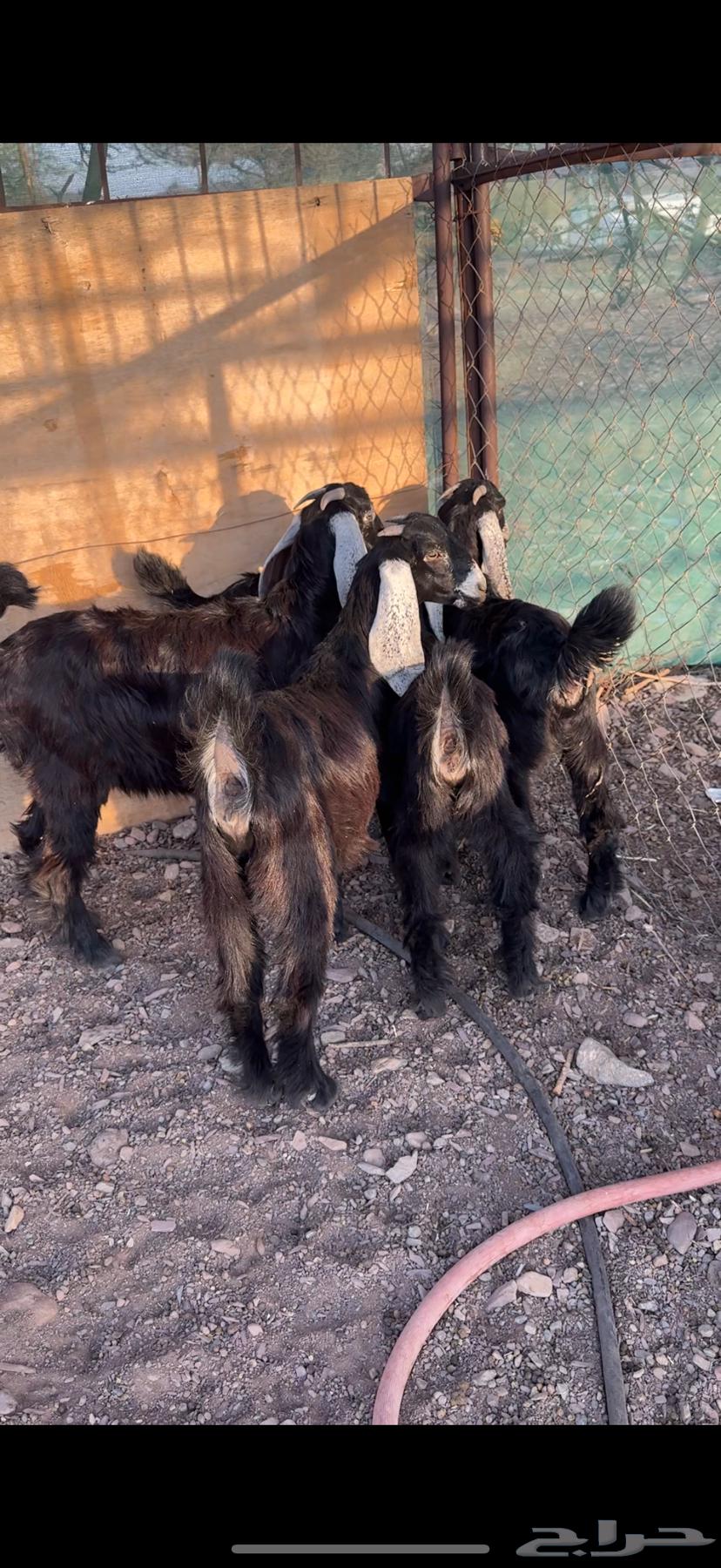 Jafar Awared Sinf64533972606339110