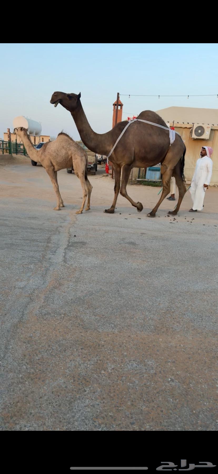 For sale, good quality breeding cows and heifers with high productivity64528921961730113