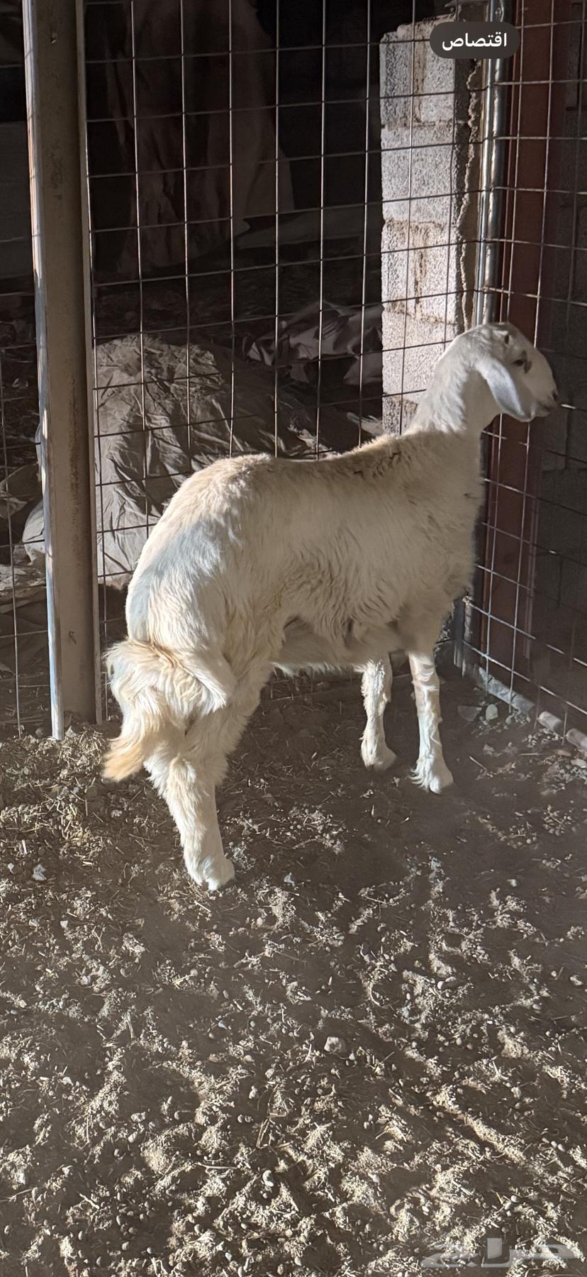 Free-range lamb64529050037251113