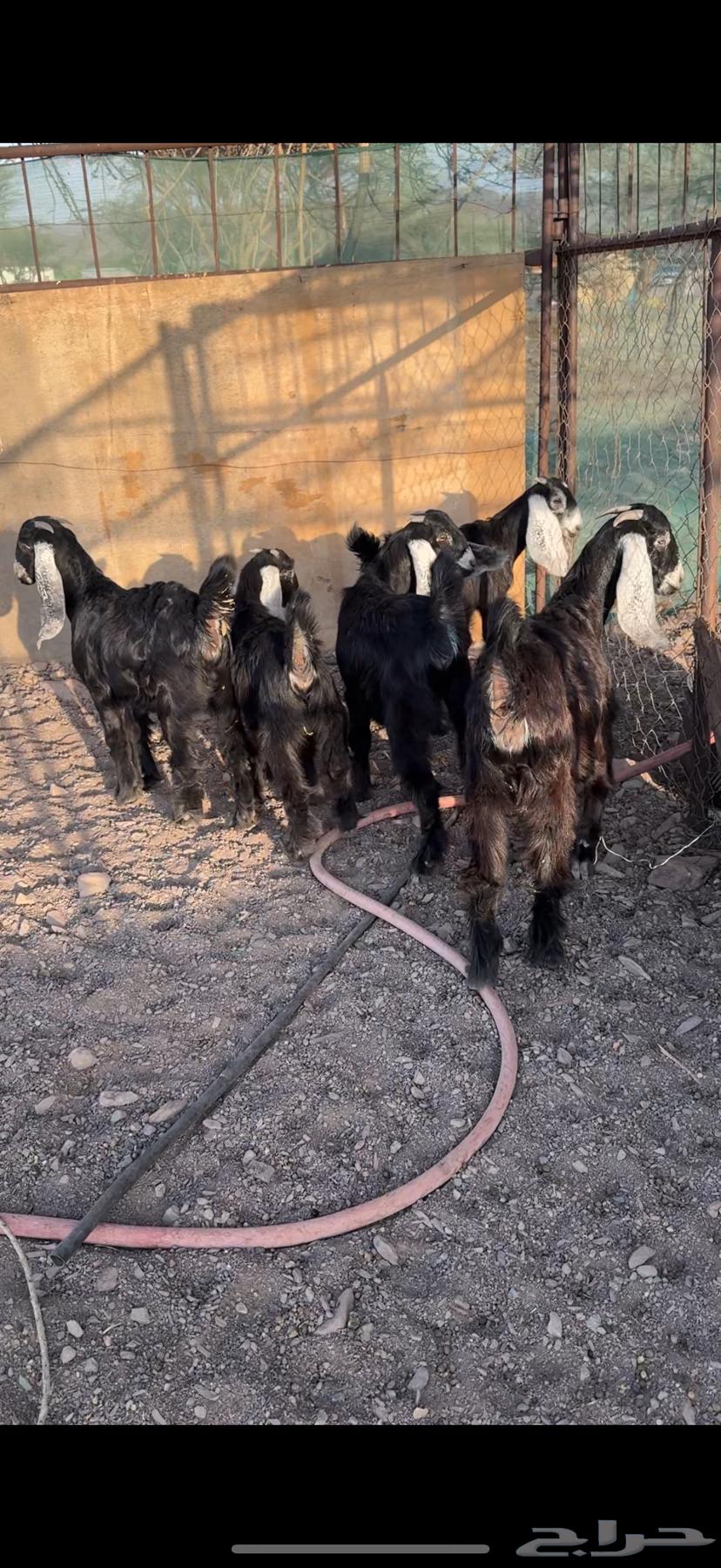 Jafar Awared Sinf64533972606339114