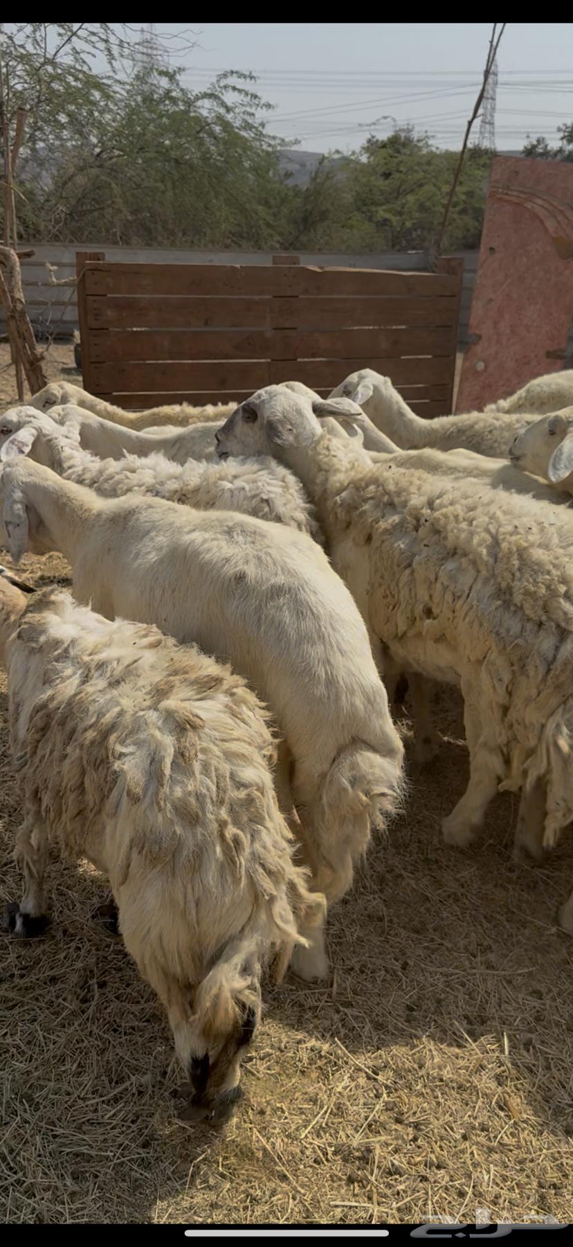 20 sheep, free-range rams, one male, priced at 680 no bargaining ((Sold))64529726844674114