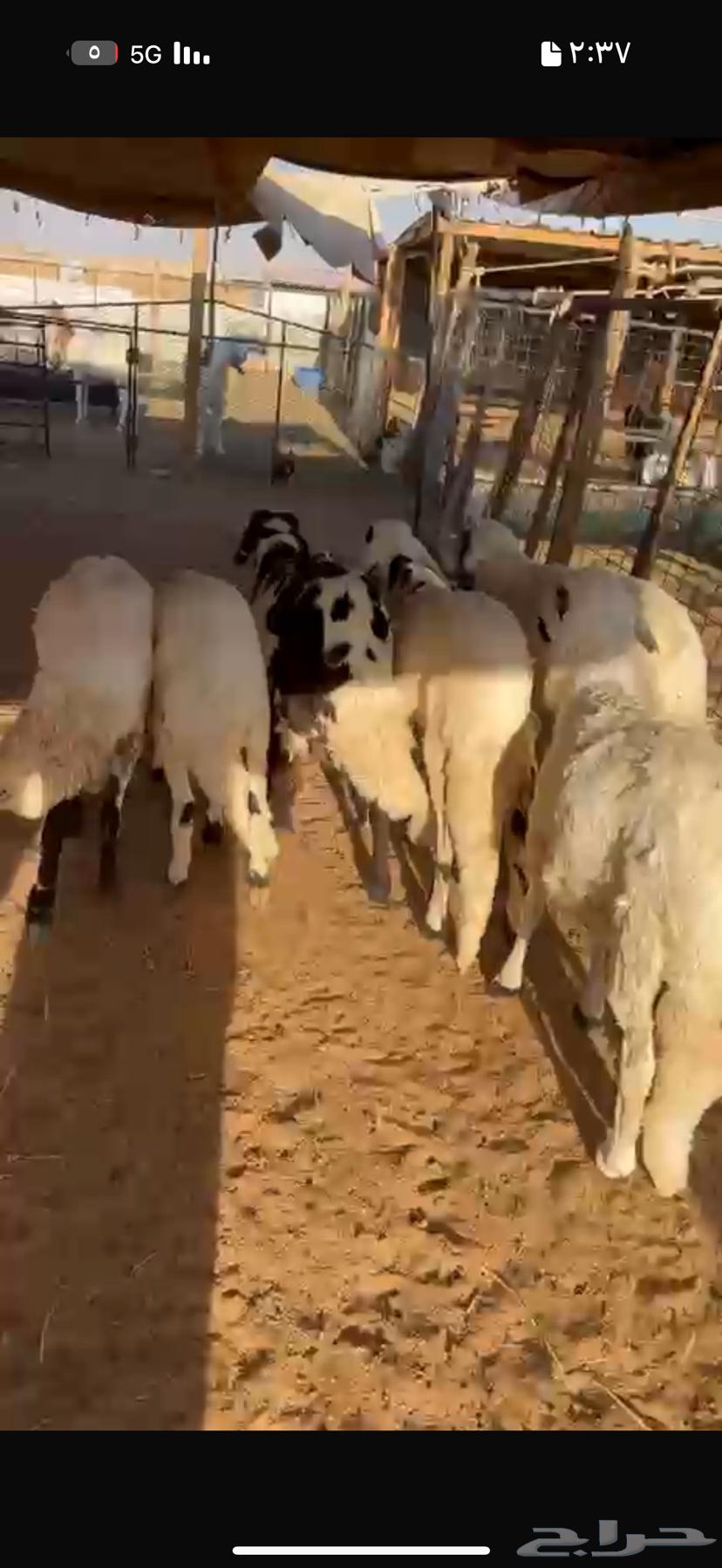 Goats and sheep for sale64530741250178110