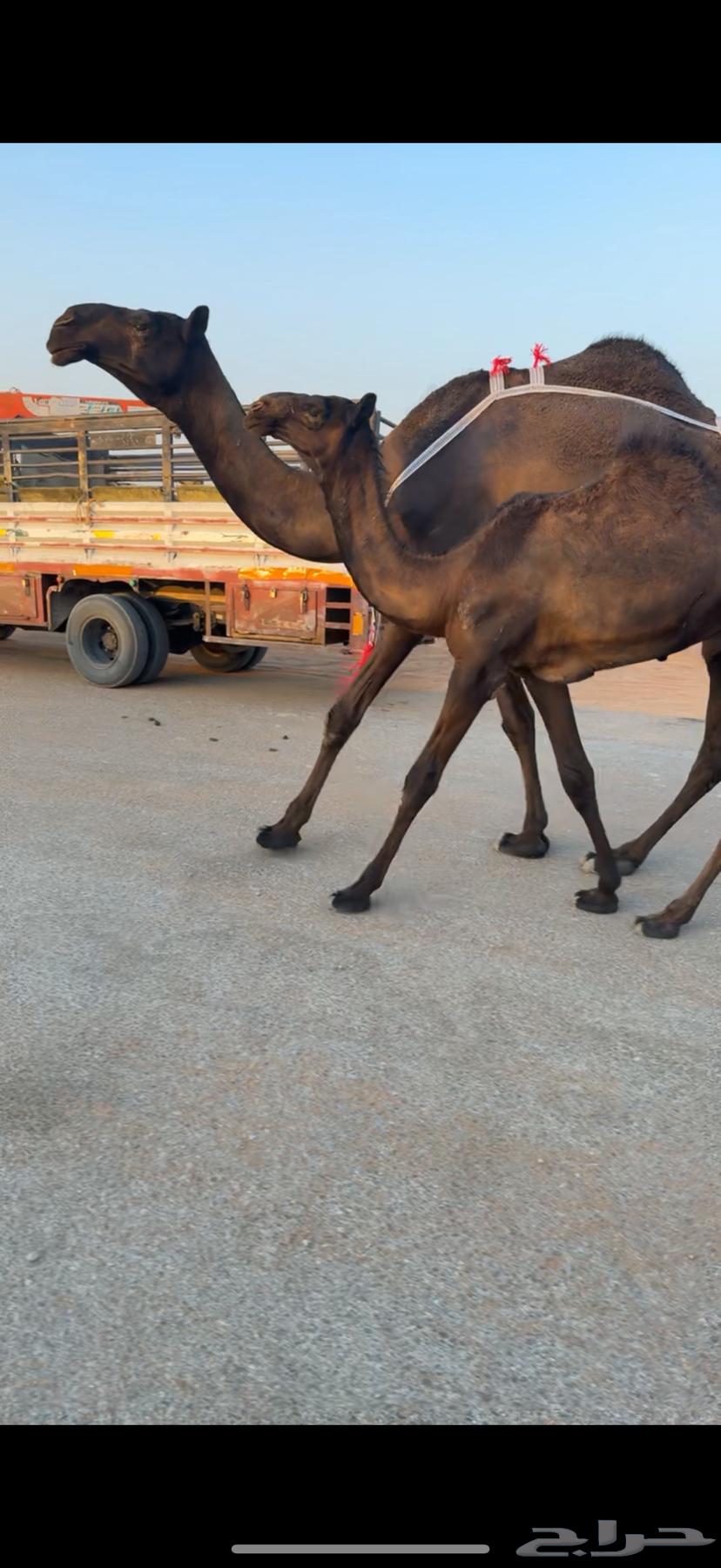 For sale, good quality breeding cows and heifers with high productivity64528921961730114