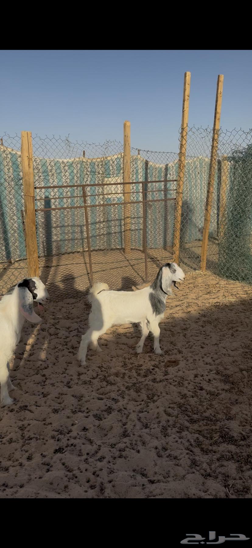 Goats and sheep for sale64530741250178113