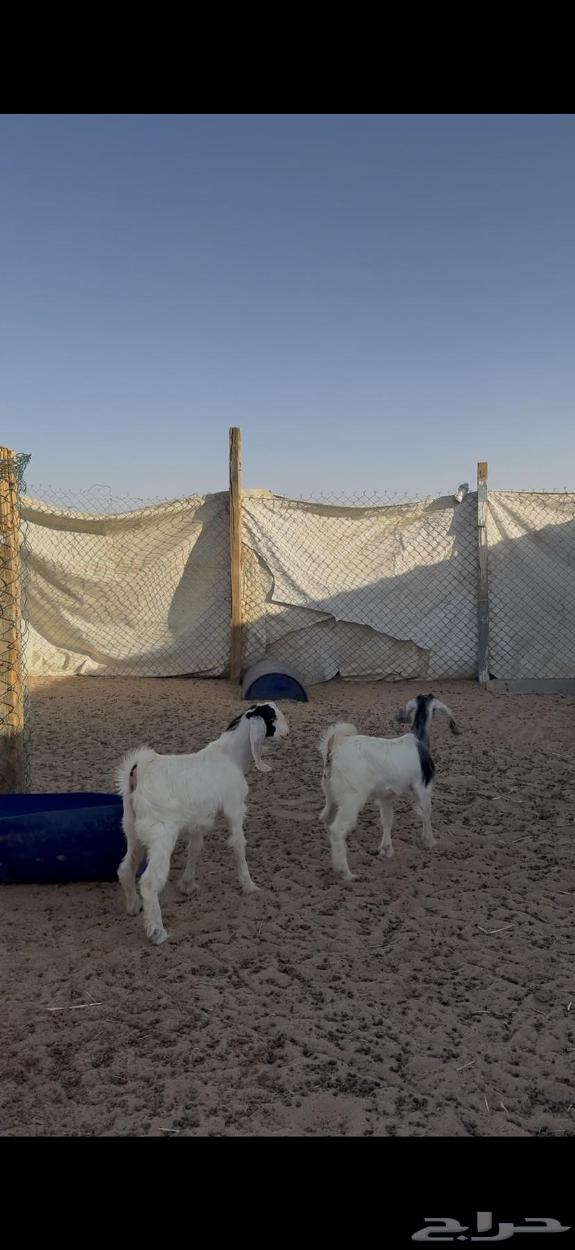 Goats and sheep for sale64530741250178114