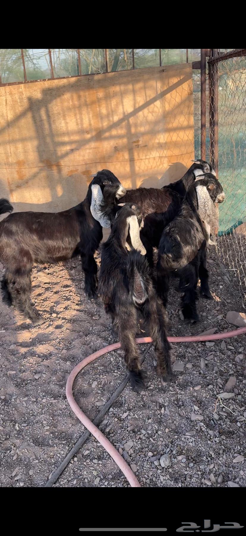 Jafar Awared Sinf64533972606339113