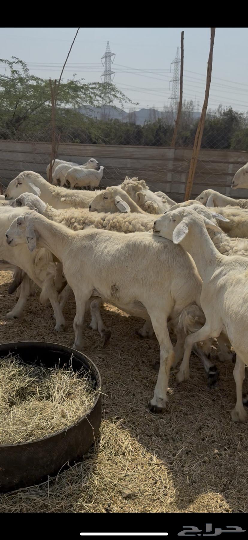 20 sheep, free-range rams, one male, priced at 680 no bargaining ((Sold))64529726844674113