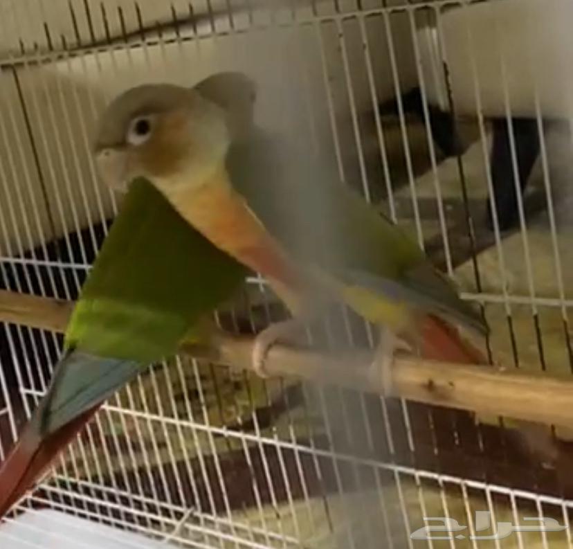 Pineapple Senior Pair Condition Product64527927796611112