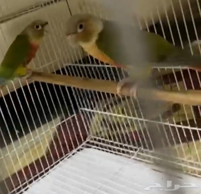 Pineapple Senior Pair Condition Product64527927796611113