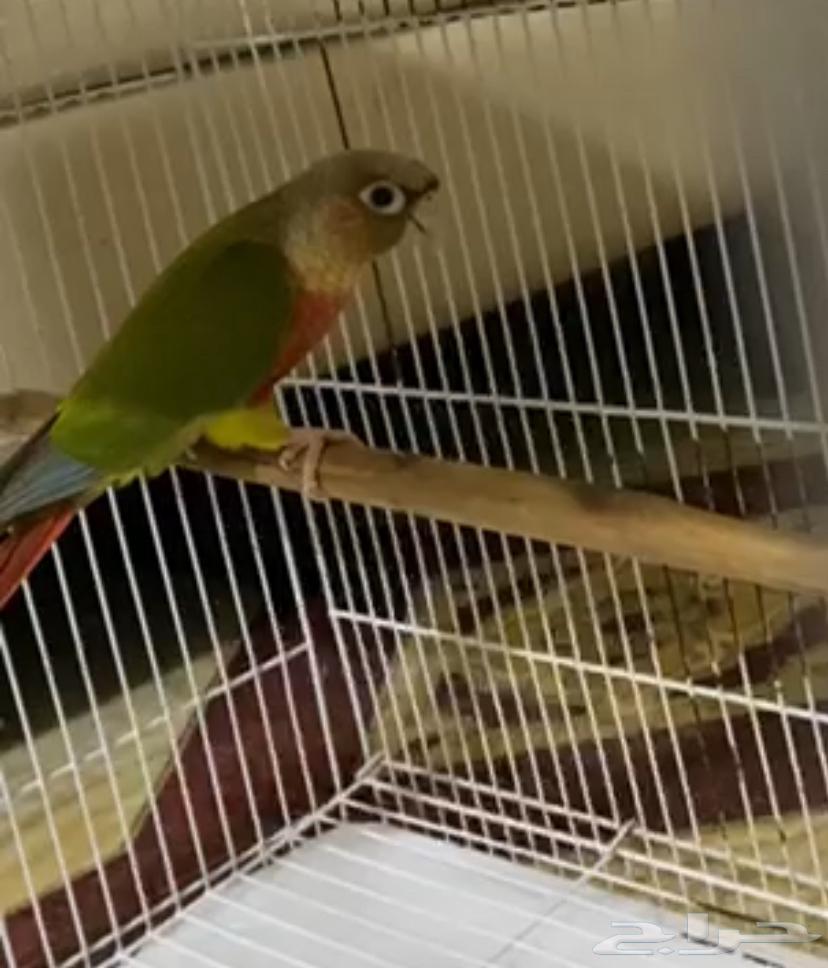 Pineapple Senior Pair Condition Product64527927796611111