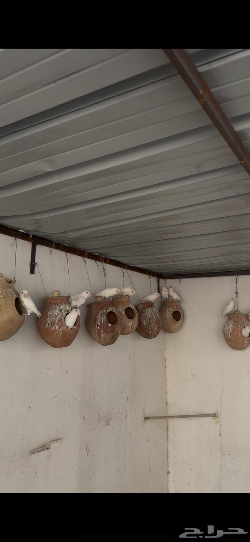 طيور روز64529476243969112