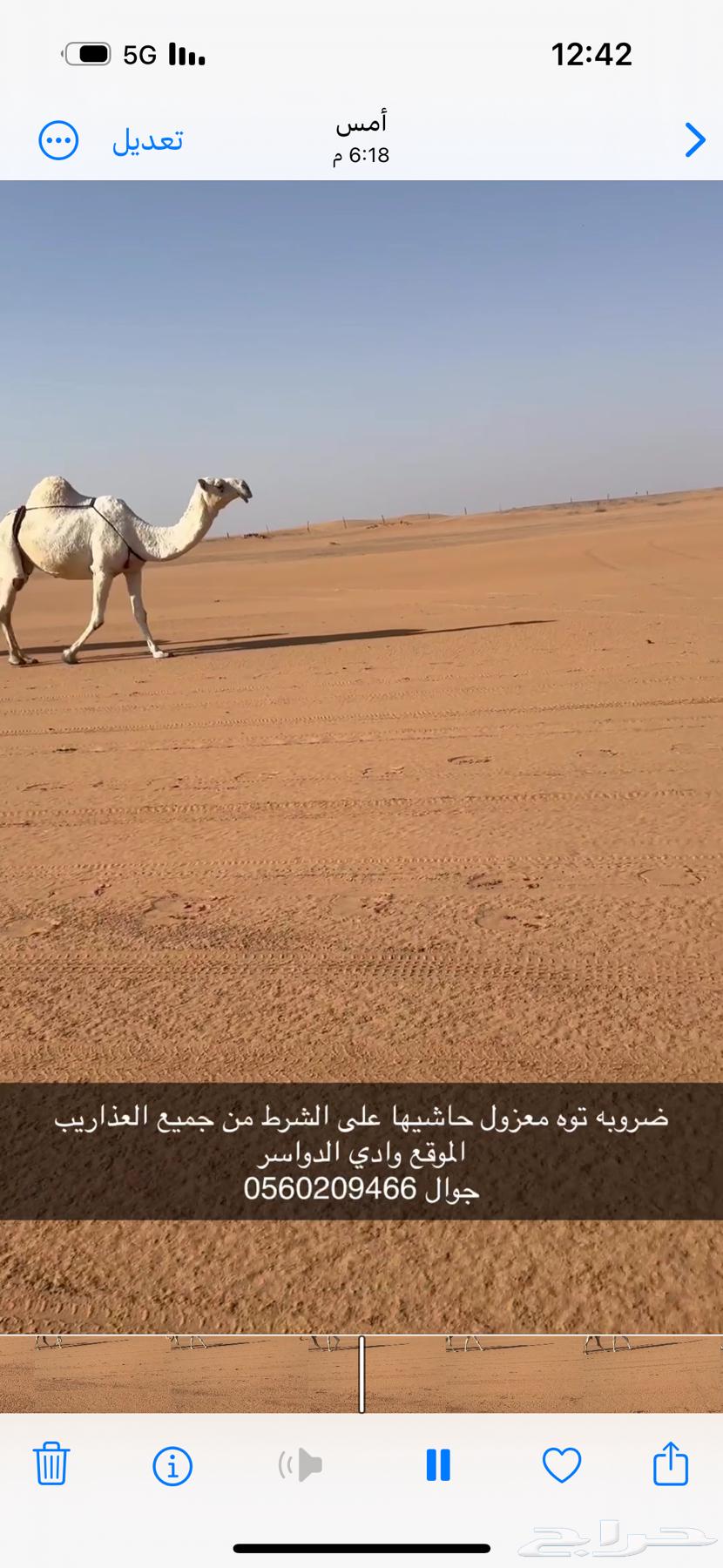 ضروبه توه معزول ولدها شرط64529938773890111