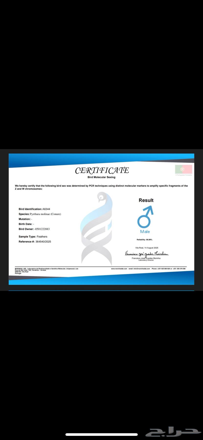 كنيور يلو سايد اليف64530968578179114