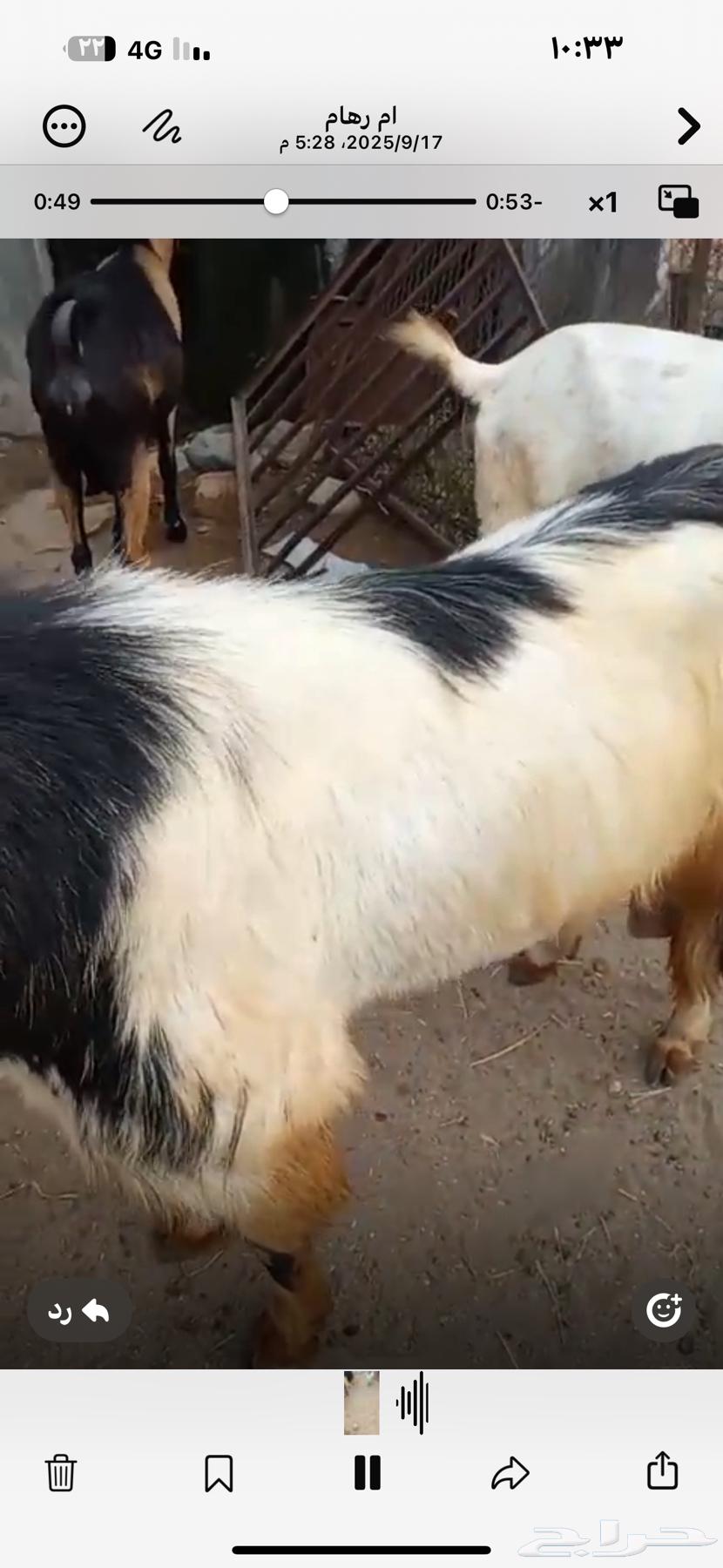 تيس فحل للبيع مشاء الله64529278334594112