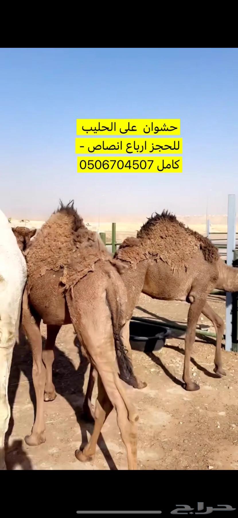 حشوانن للبيع64528753099009112