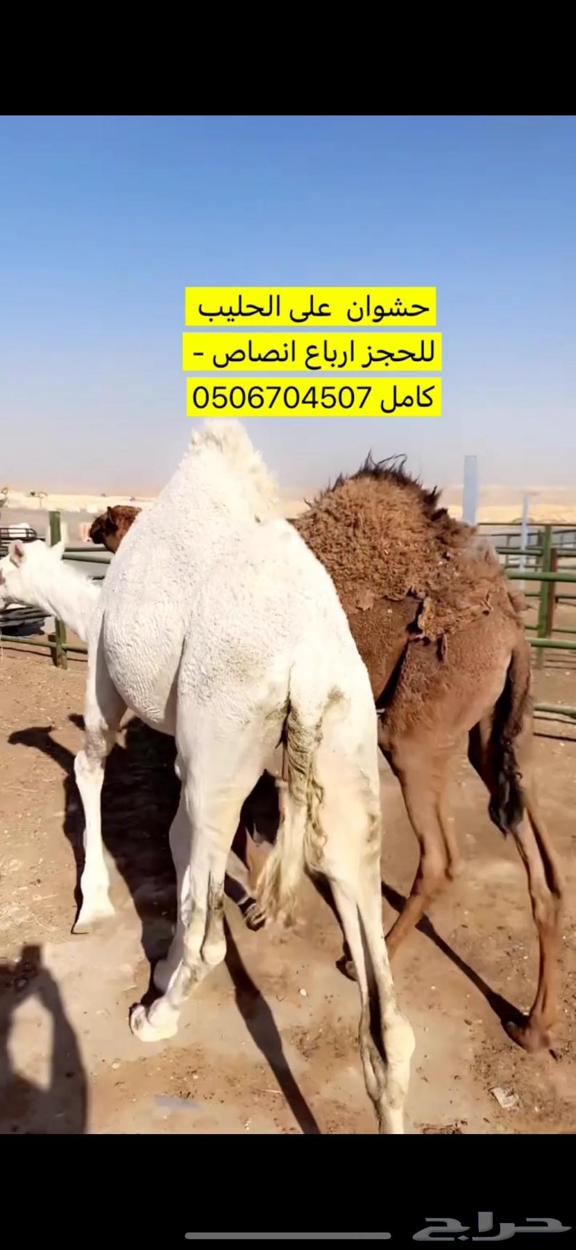 حشوانن للبيع64528753099009111