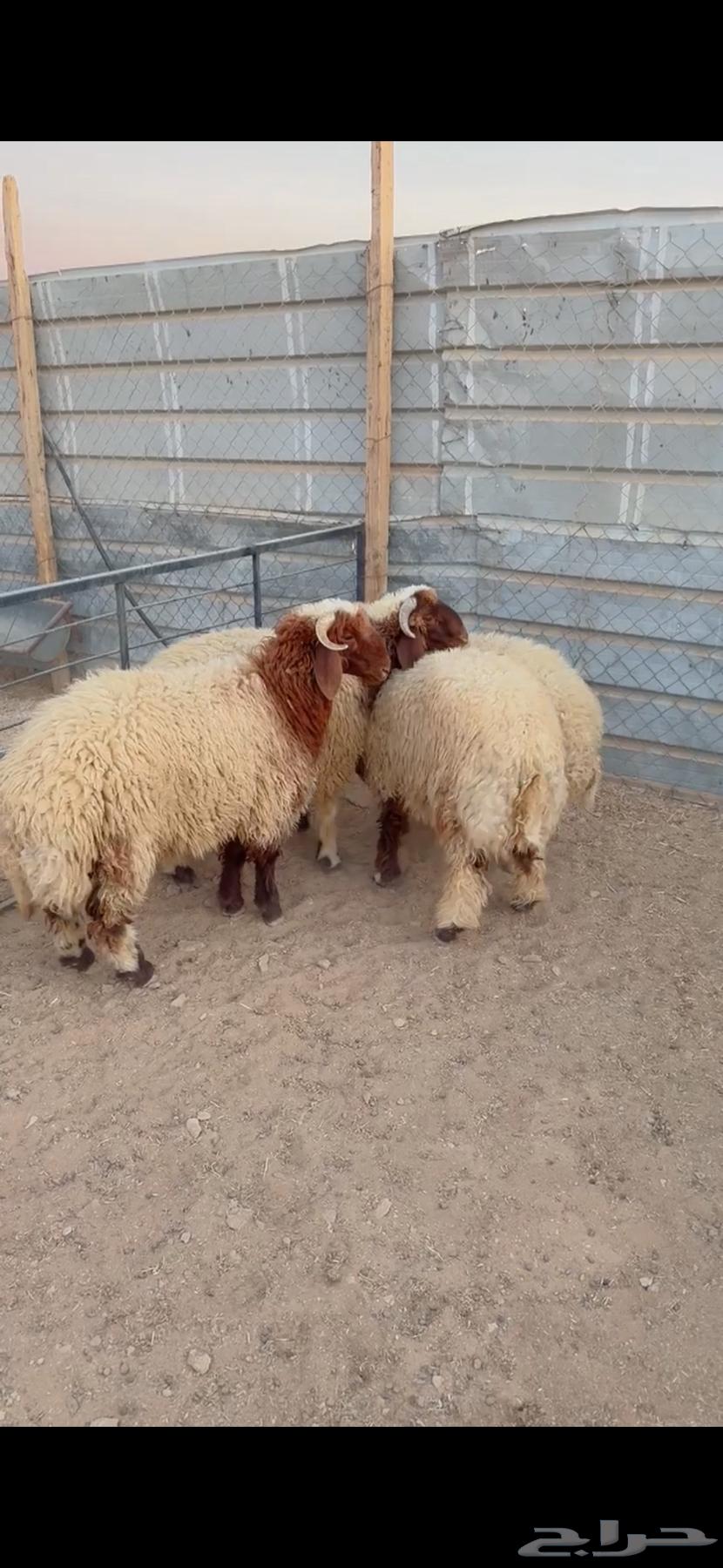 Talian Na3im Al-Riyadh, Al-Shifa District, Any Location We Can Reach, Slaughtered Four Remaining64528337535363110