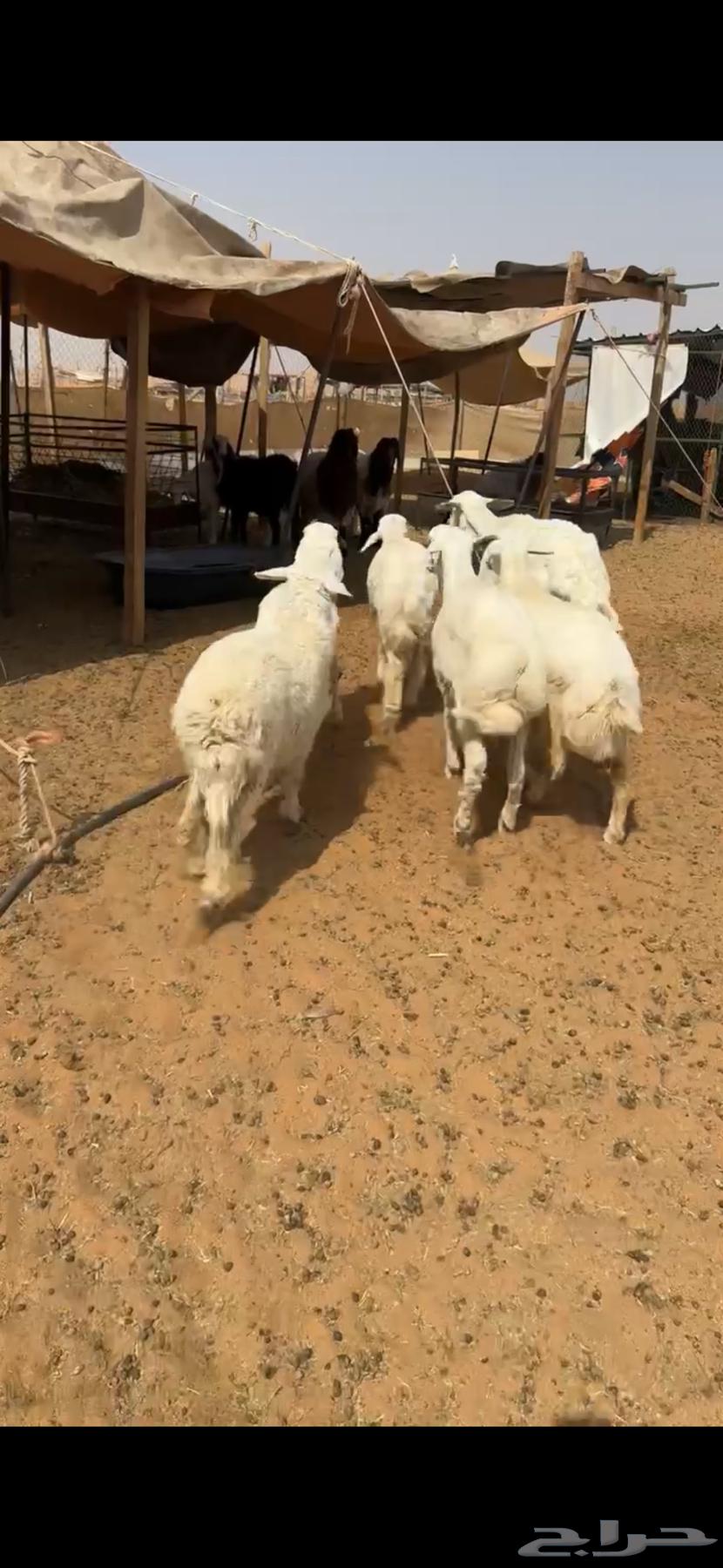 للبيع بهم حري64528478943235111