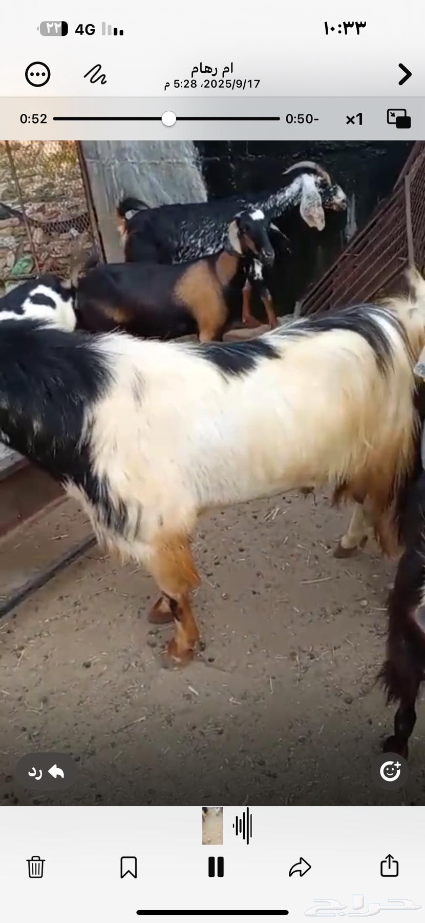 تيس فحل للبيع مشاء الله64529278334594111