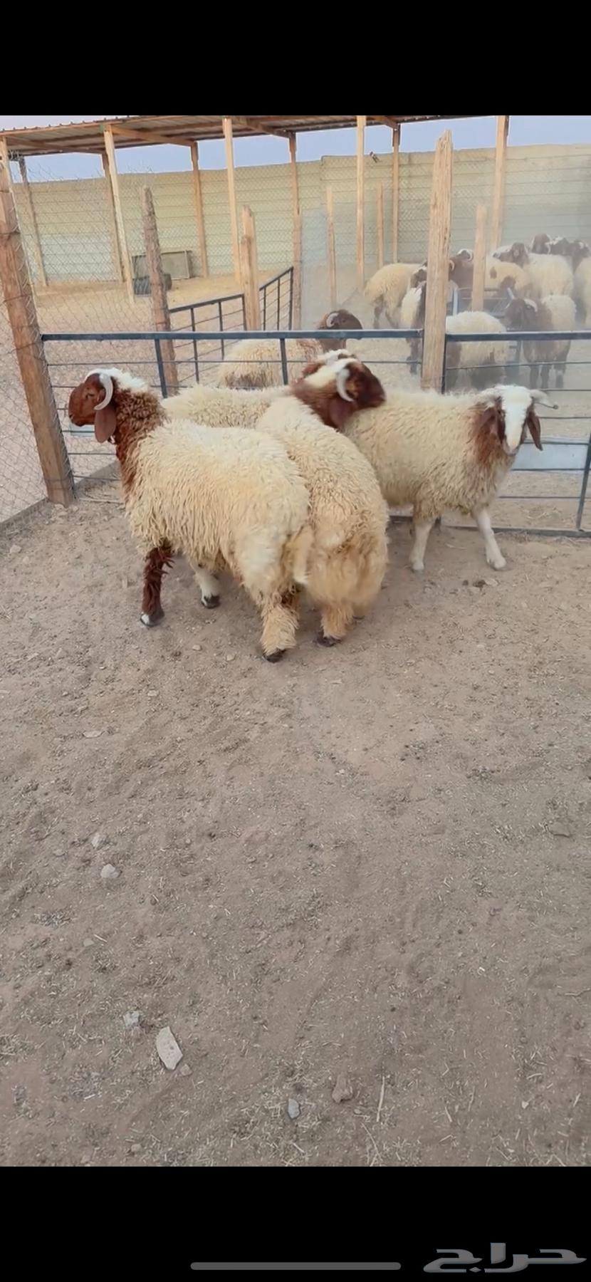 Talian Na3im Al-Riyadh, Al-Shifa District, Any Location We Can Reach, Slaughtered Four Remaining64528337535363111