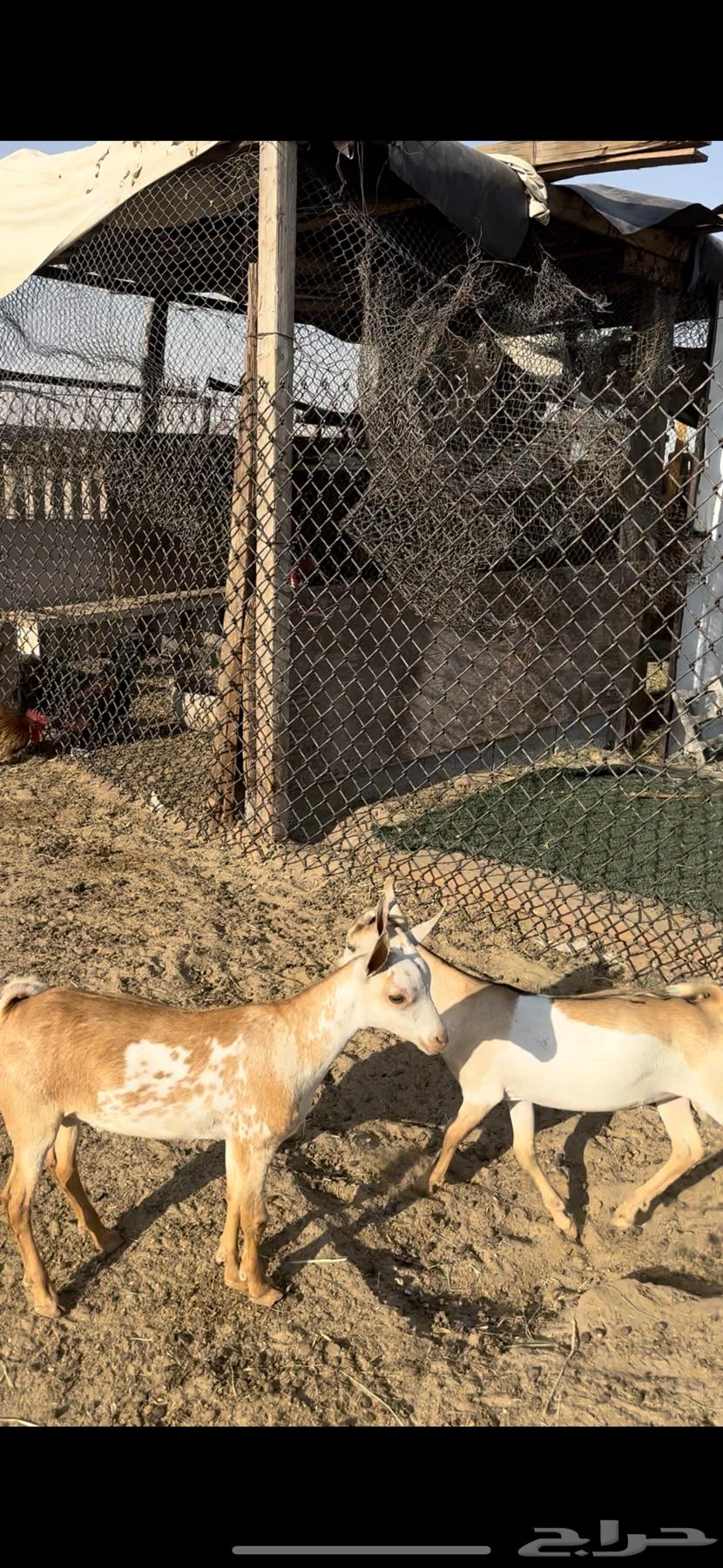 تيوس جنوبيه64529150831233110