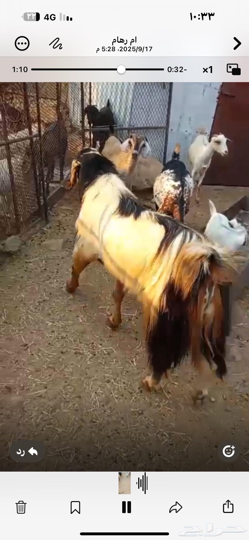 تيس فحل للبيع مشاء الله64529278334594114