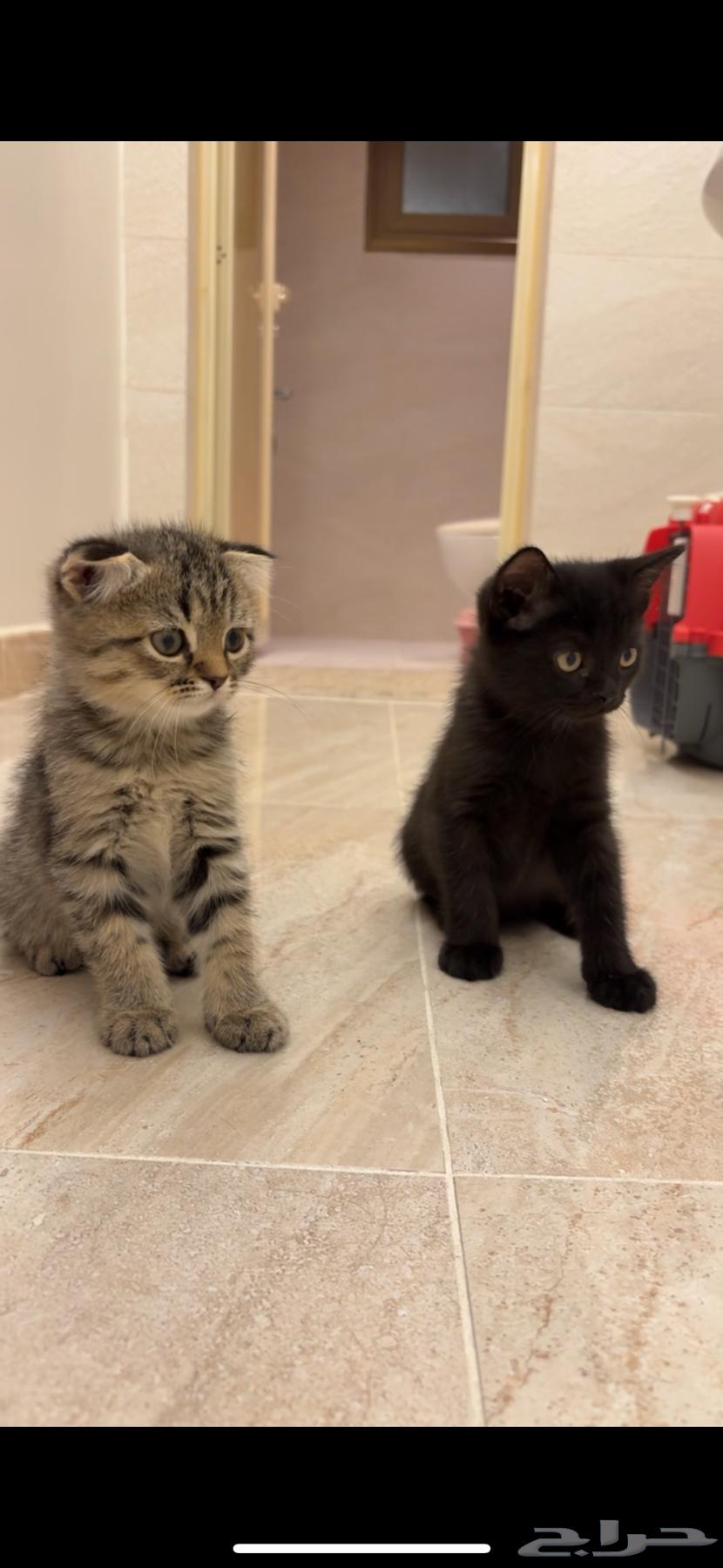 للبيع قطيتن هجين سكوتش وشيرازي64533634592769112