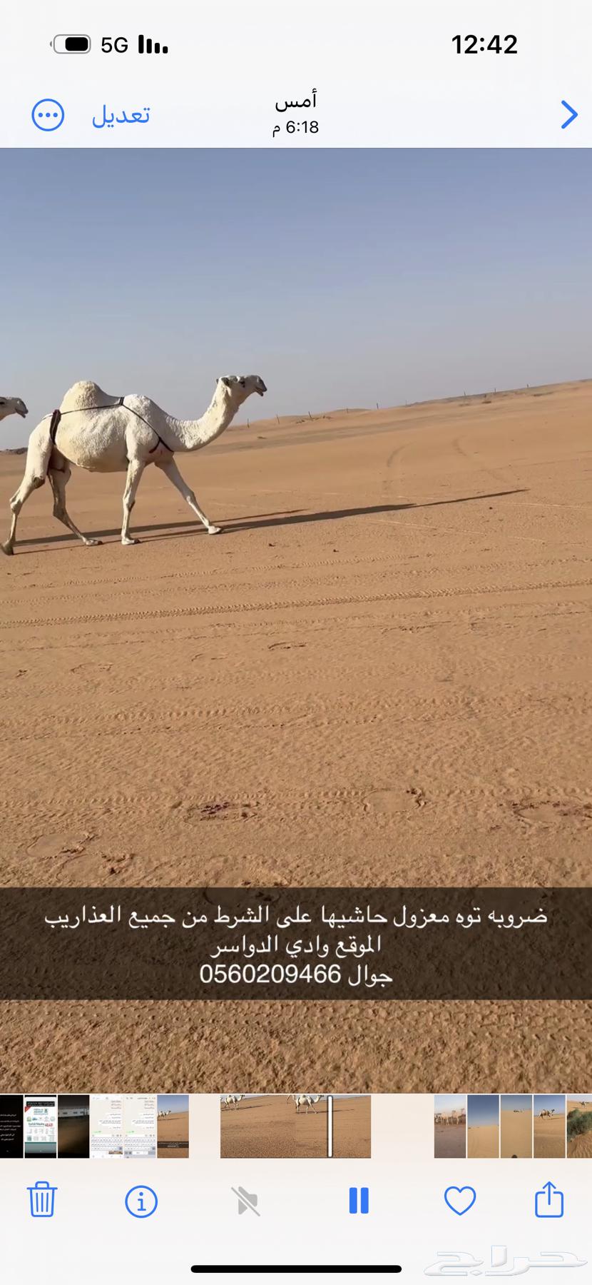 ضروبه توه معزول ولدها شرط64529938773890110