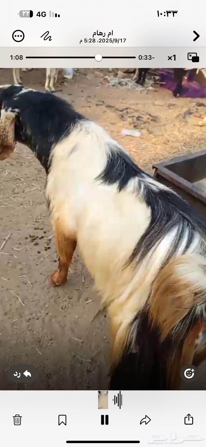 تيس فحل للبيع مشاء الله64529278334594113