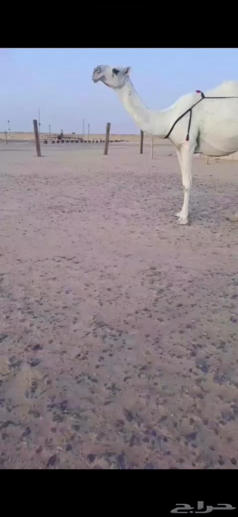 Rare Offer: Khalifa, Ramaniyah, Hadra, Hawara, Kaffu64534747586690113