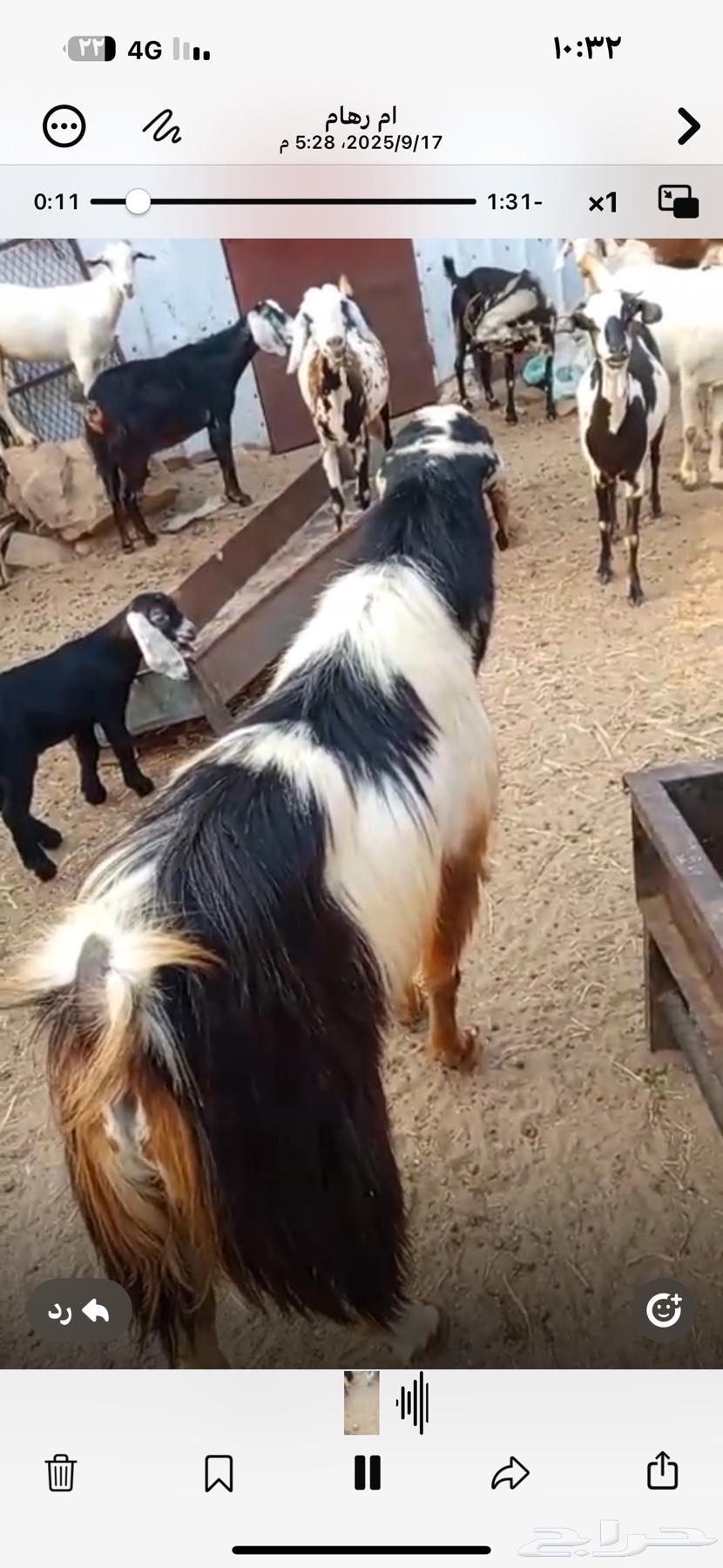 تيس فحل للبيع مشاء الله64529278334594110