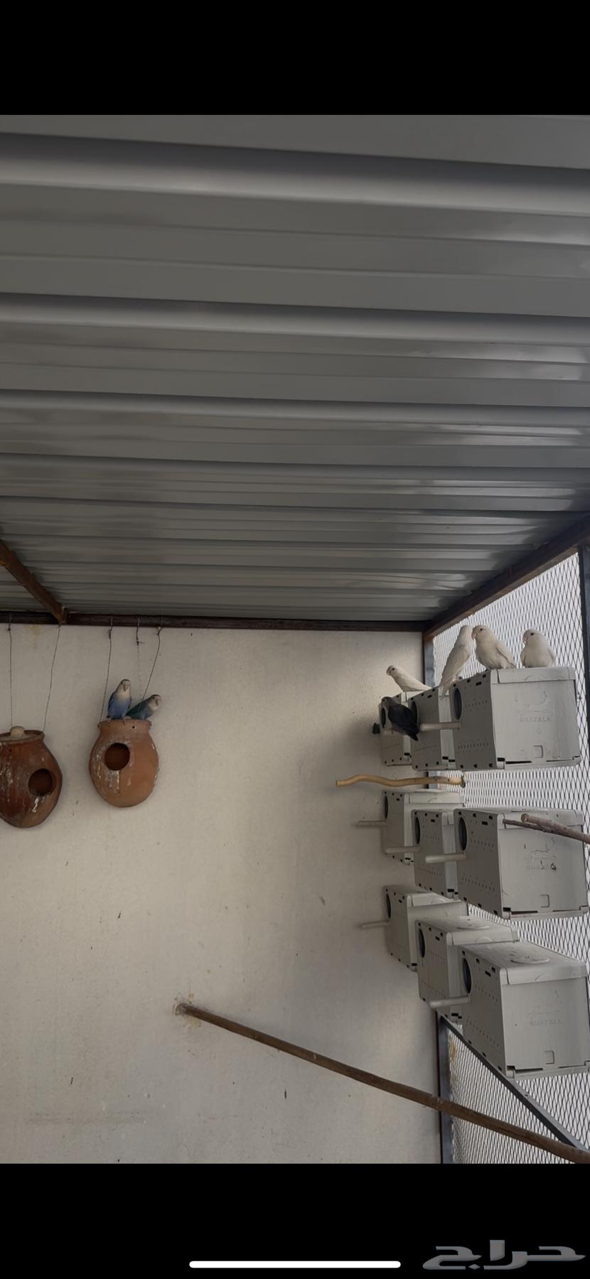 طيور روز64529476243969113