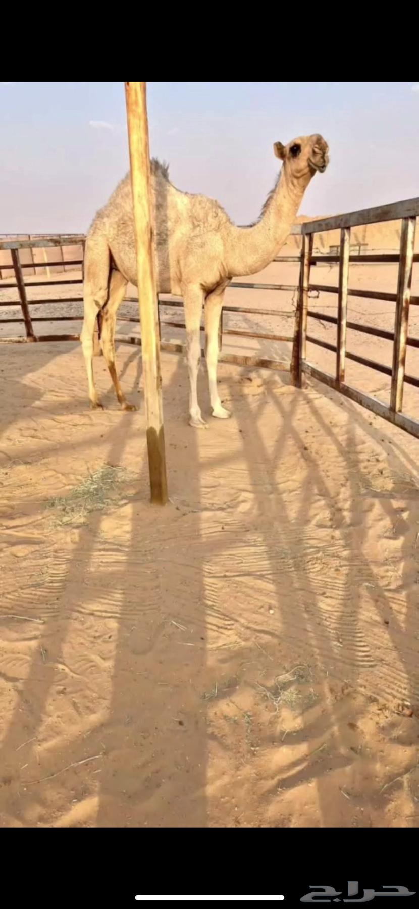 Rare Offer: Khalifa, Ramaniyah, Hadra, Hawara, Kaffu64534747586690111