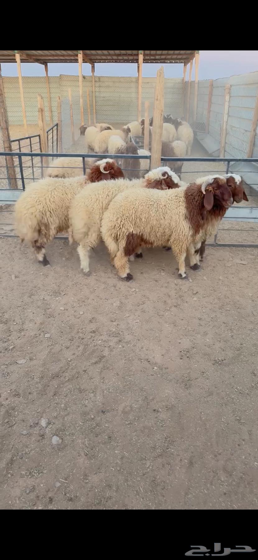 Talian Na3im Al-Riyadh, Al-Shifa District, Any Location We Can Reach, Slaughtered Four Remaining64528337535363112