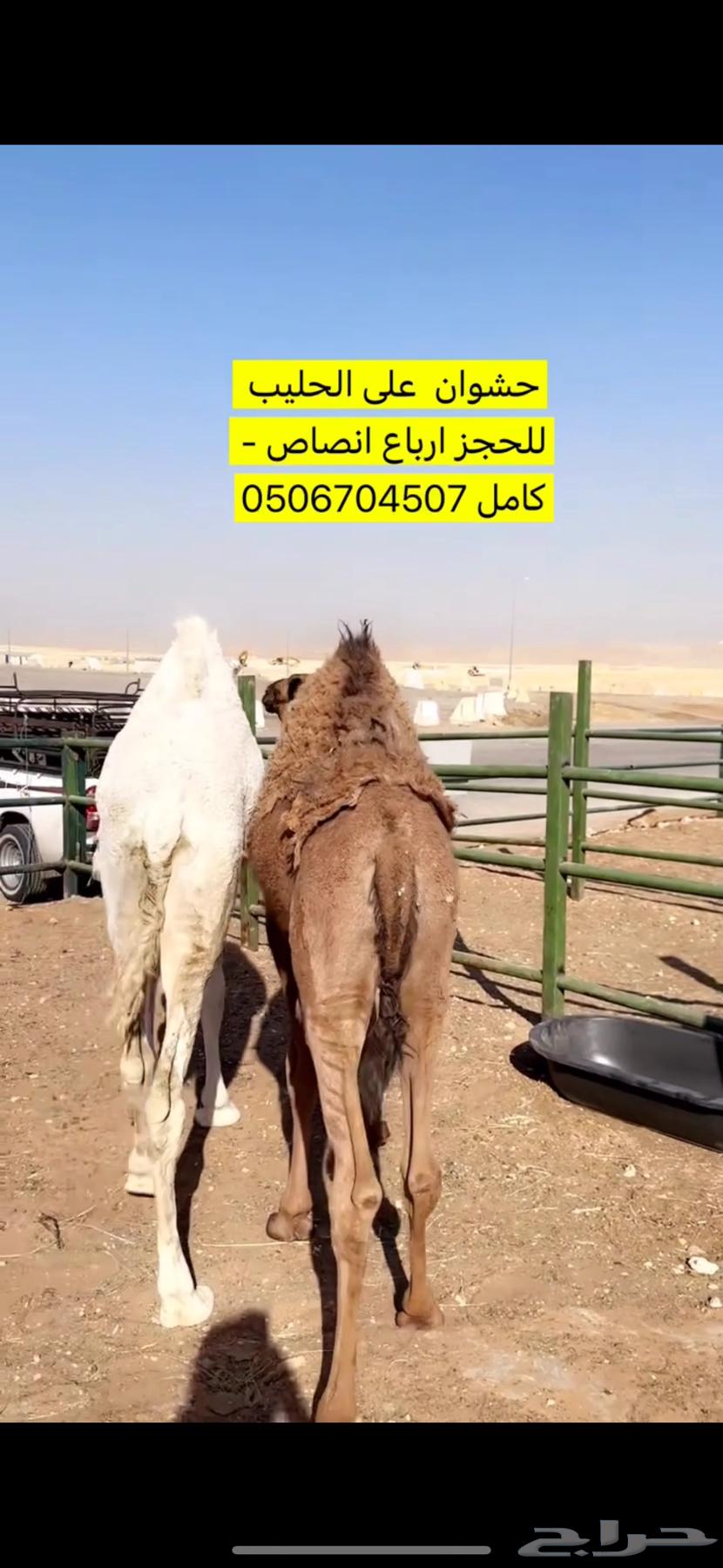 حشوانن للبيع64528753099009113