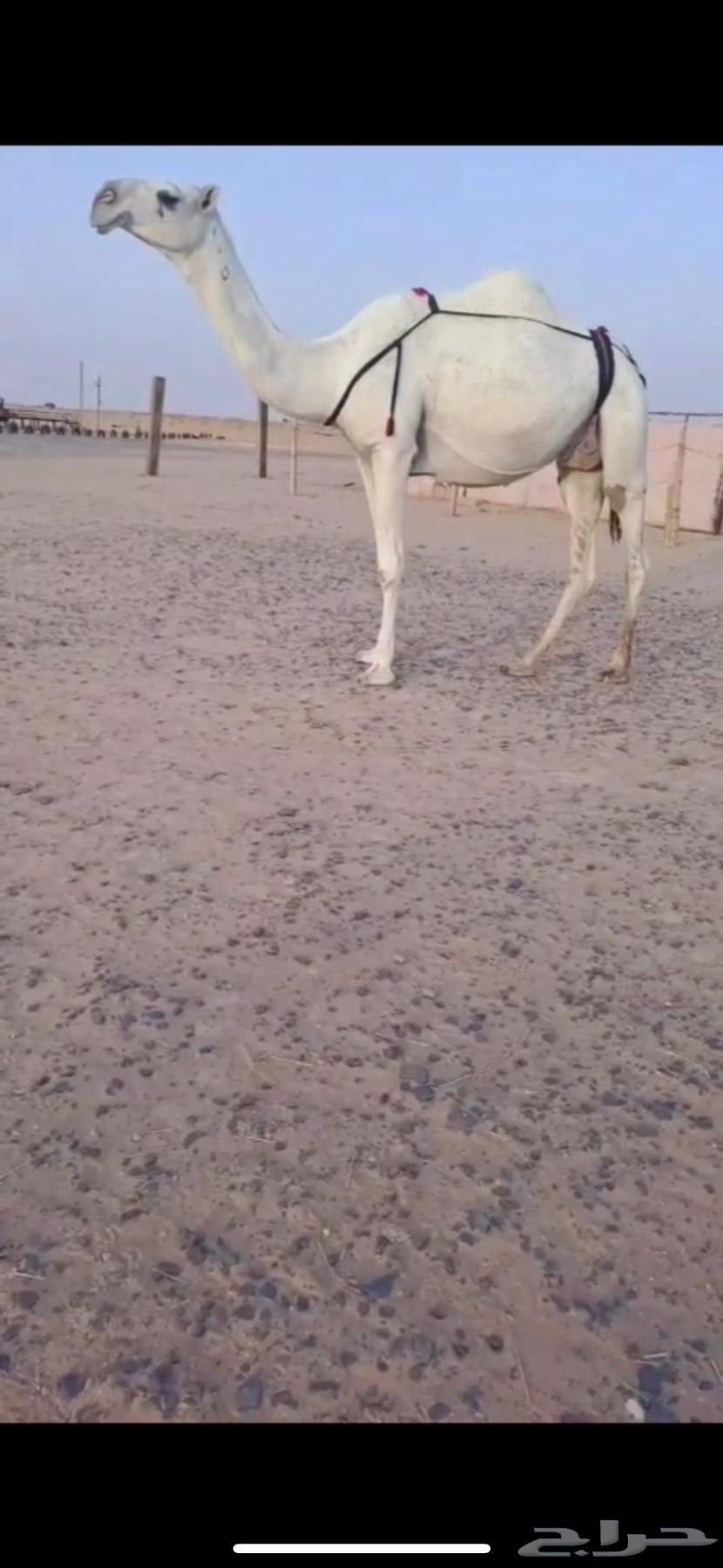 Rare Offer: Khalifa, Ramaniyah, Hadra, Hawara, Kaffu64534747586690112