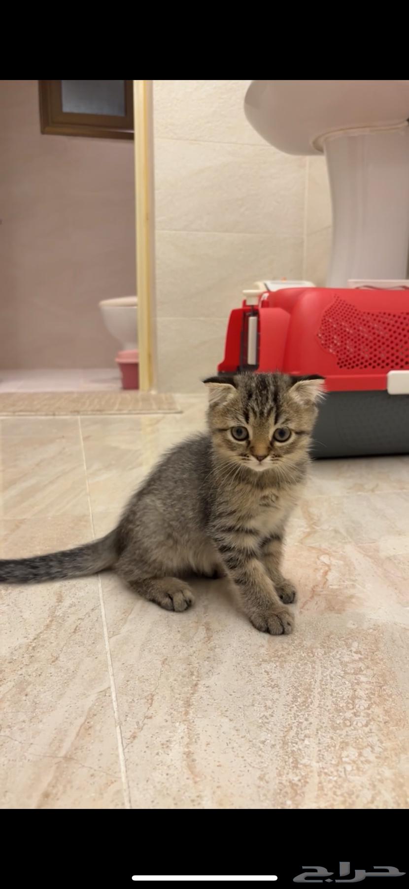 للبيع قطيتن هجين سكوتش وشيرازي64533634592769111