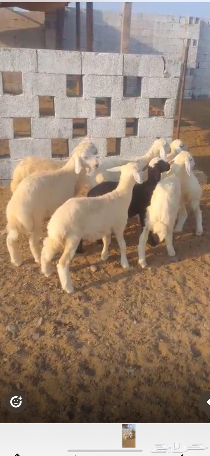 بهم حري للبيع ( تم البيع )64532000559107110