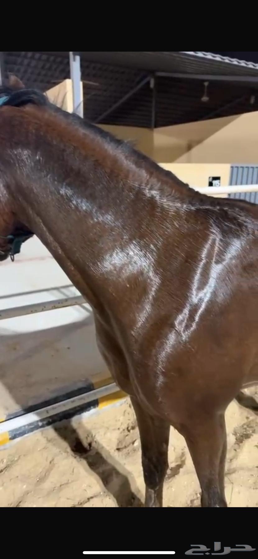 واهو للبيع64534326101251113