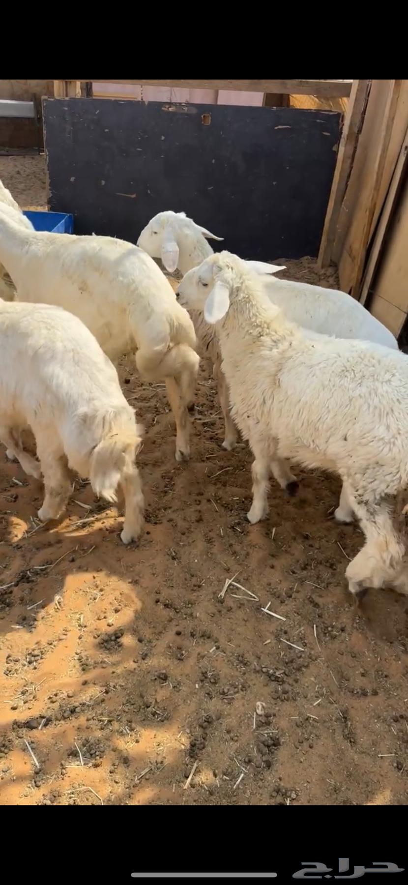 للبيع بهم حري64528478943235110