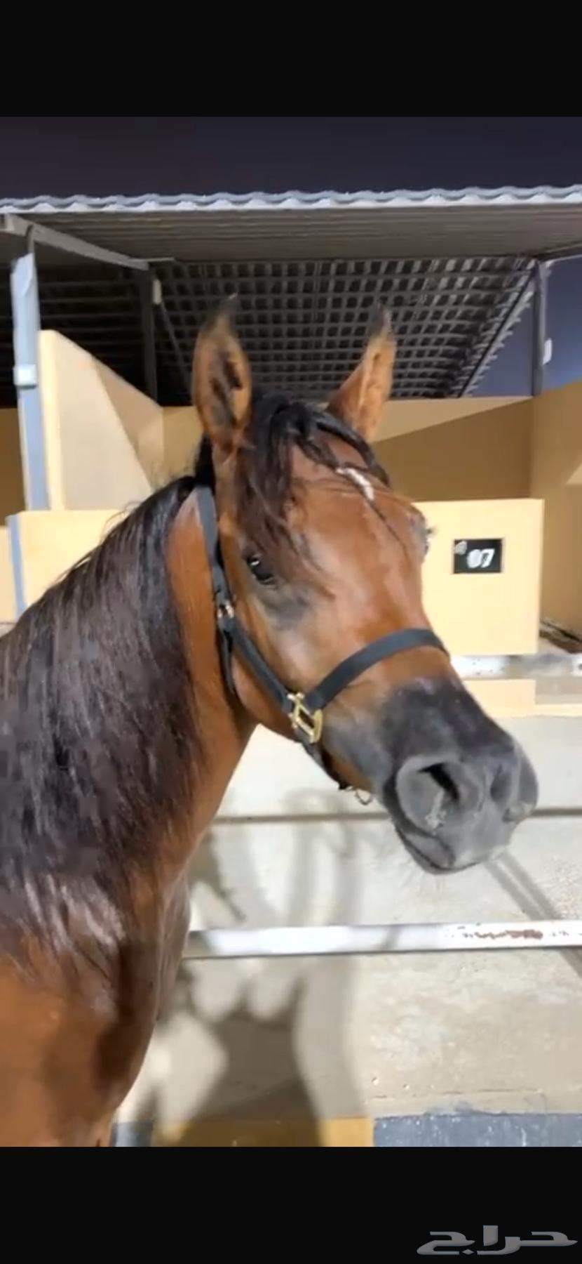 واهو للبيع64534326101251111