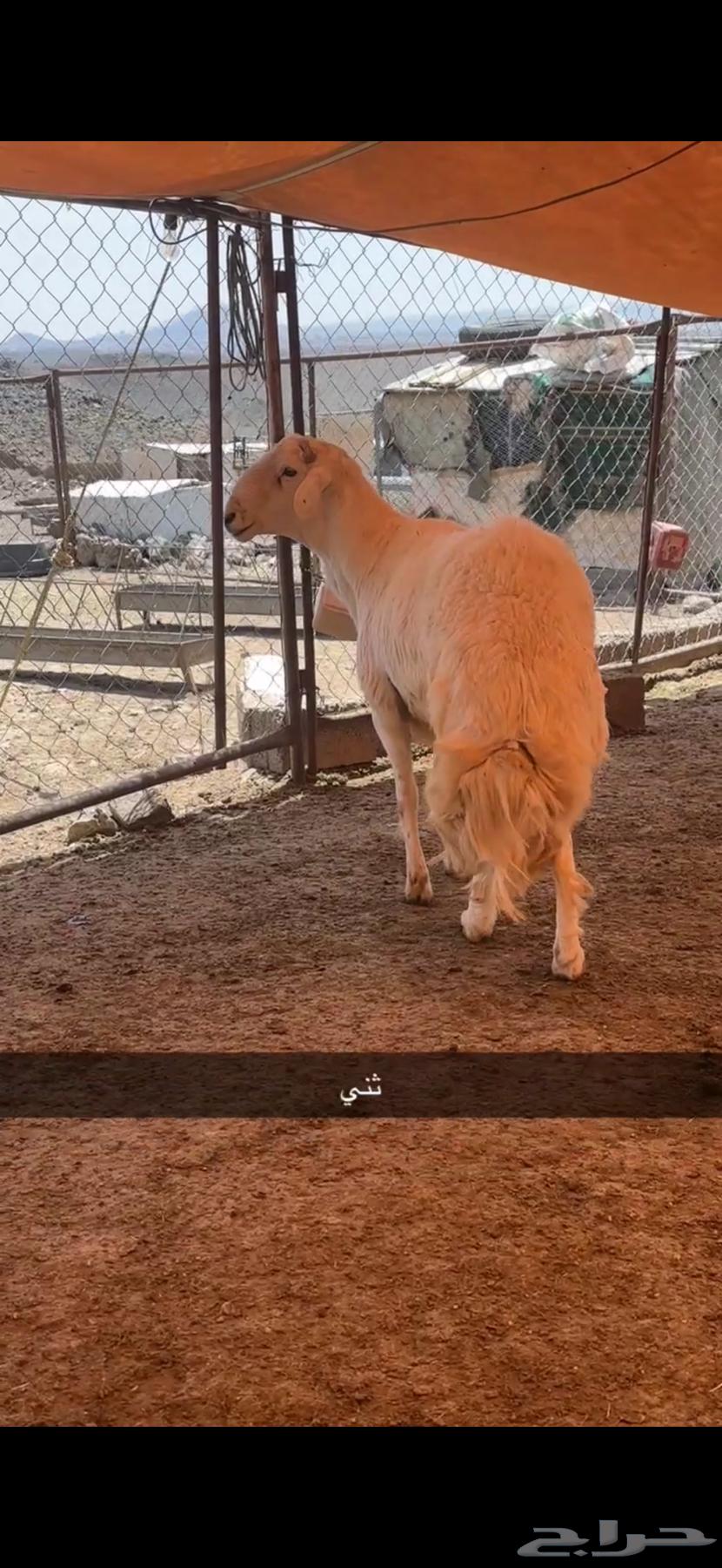 للبيع خروف فحل ثني صنف64530050878465110